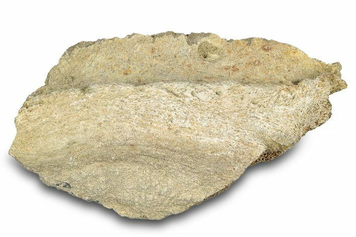 Dinosaur (Triceratops) Bone Section - Montana #300454